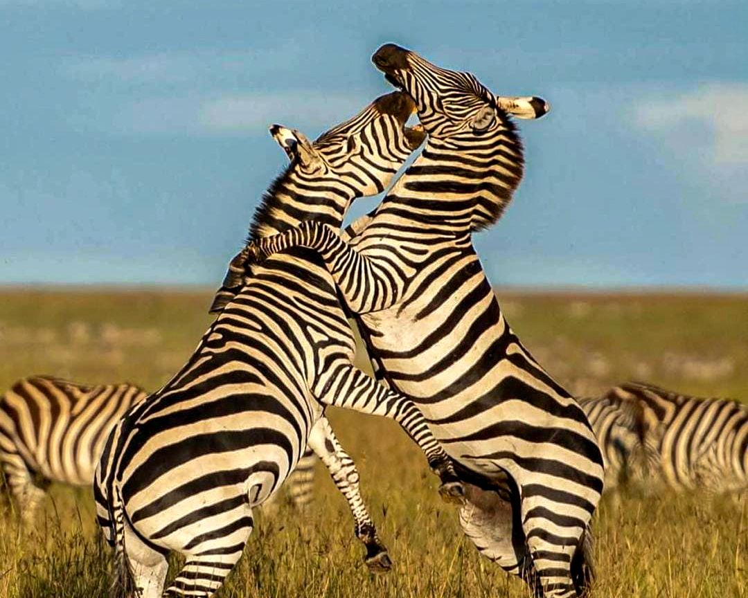 Kämpfende Zebra in der Steppe